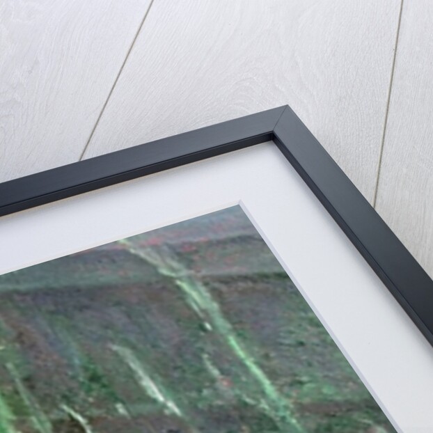 Dandelion Clocks in Grass by Ruth Addinall