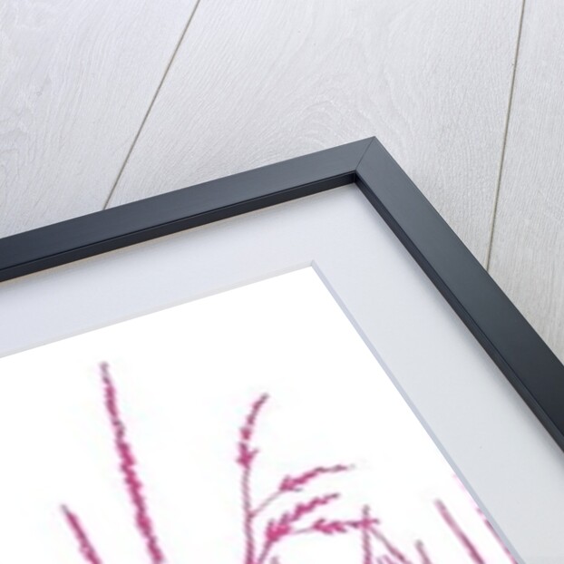 Wild Whisper, 2009 by Sarah Hough