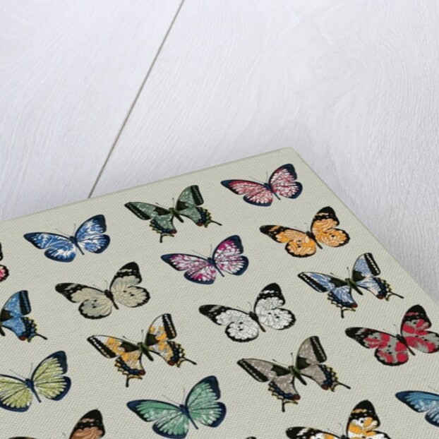 Papillon, 2008 by Sarah Hough