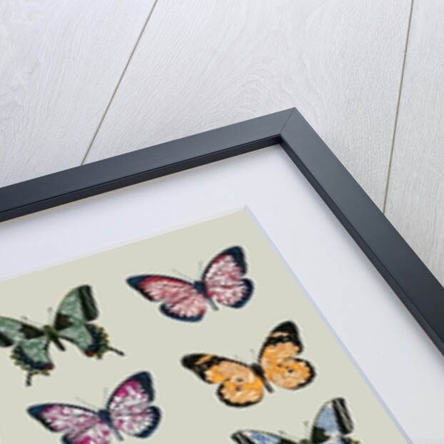 Papillon, 2008 by Sarah Hough