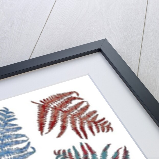 Ferns, 2012 by Sarah Hough