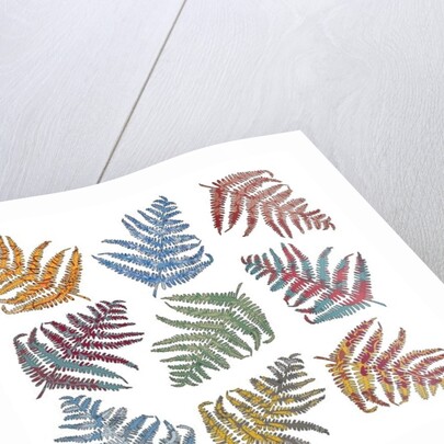 Ferns, 2012 by Sarah Hough