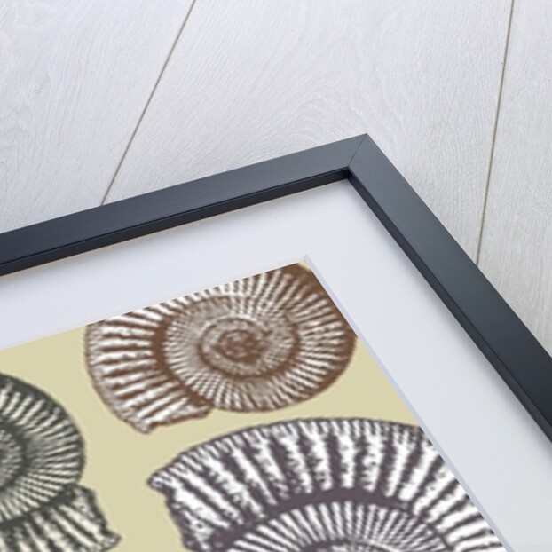 Jurassic Coast, 2009 by Sarah Hough