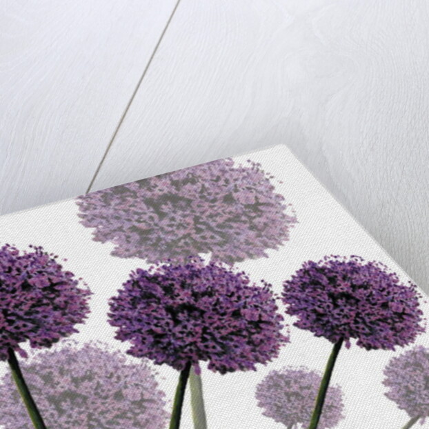 Allium Fernandez, 2004 by Sarah Hough