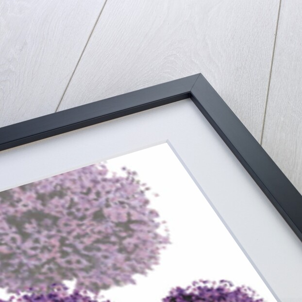 Allium Fernandez, 2004 by Sarah Hough