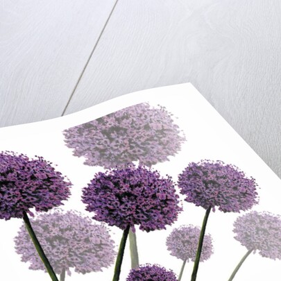 Allium Fernandez, 2004 by Sarah Hough