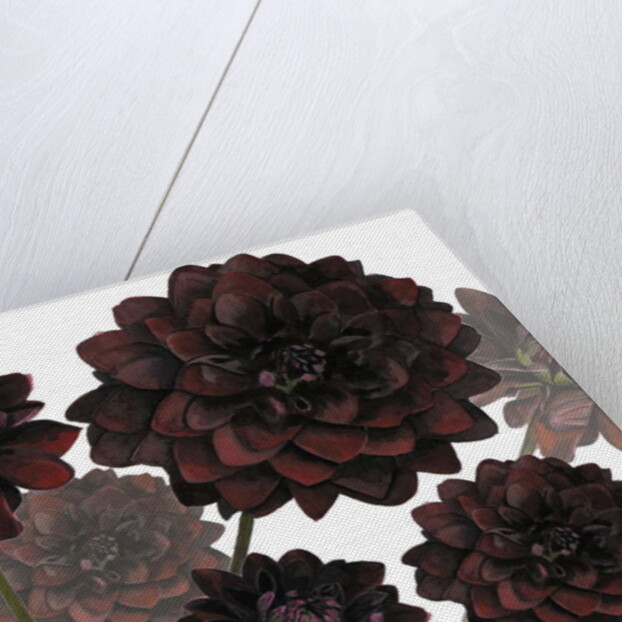 Arabian Night, 2004 by Sarah Hough