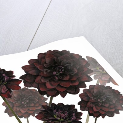 Arabian Night, 2004 by Sarah Hough