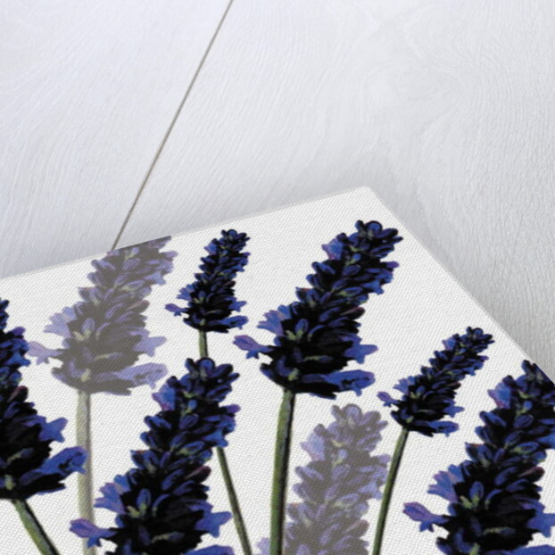 Sweet Lavender, 2004 by Sarah Hough