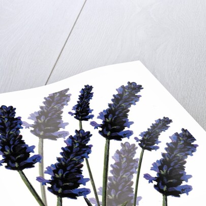 Sweet Lavender, 2004 by Sarah Hough