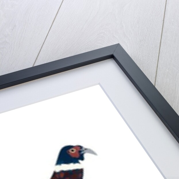 Pheasant, 2013 by Isobel Barber