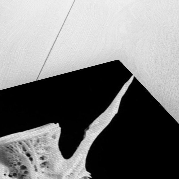 Fish bone, 2014 by Anonymous