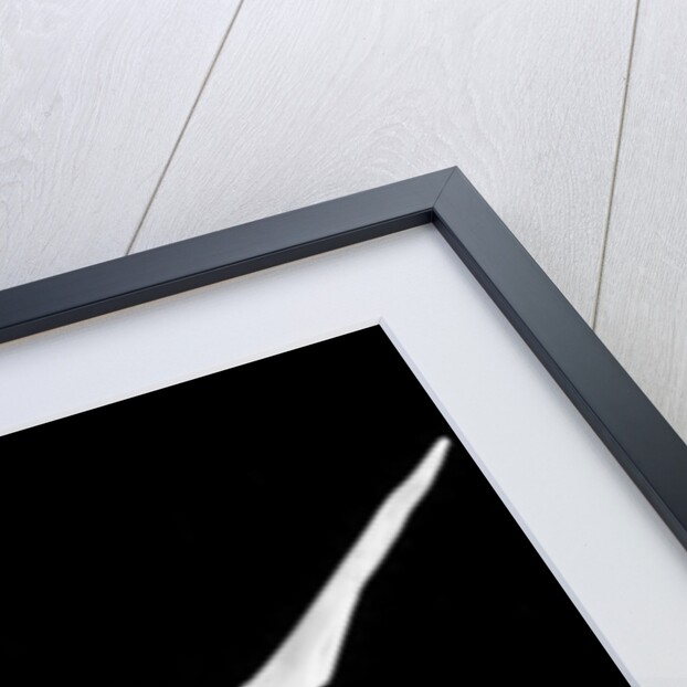 Fish bone, 2014 by Anonymous