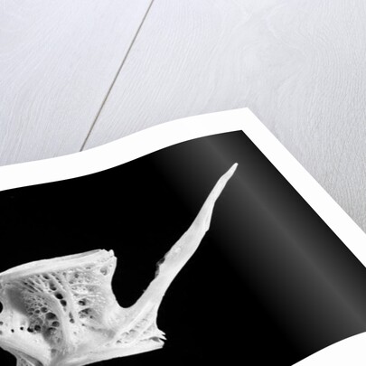 Fish bone, 2014 by Anonymous