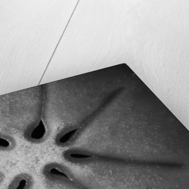 Persimmon, 2009 by Anonymous