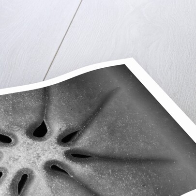 Persimmon, 2009 by Anonymous