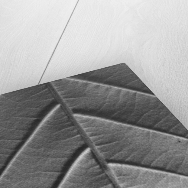 Chestnut, 2009 by Anonymous