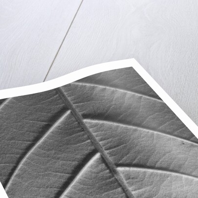 Chestnut, 2009 by Anonymous