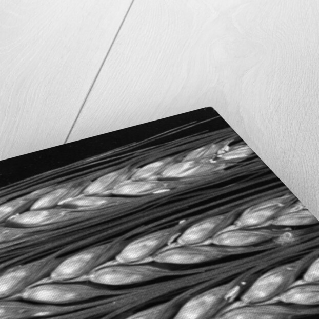 Grass seed head, 2012 by Anonymous