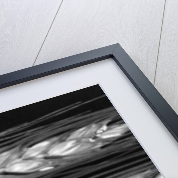 Grass seed head, 2012 by Anonymous