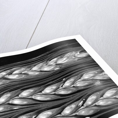 Grass seed head, 2012 by Anonymous