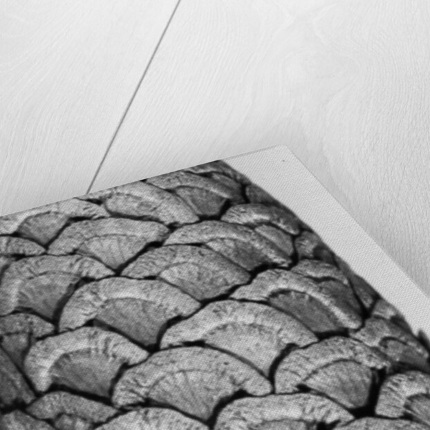 Milkweed, 2012 by Anonymous