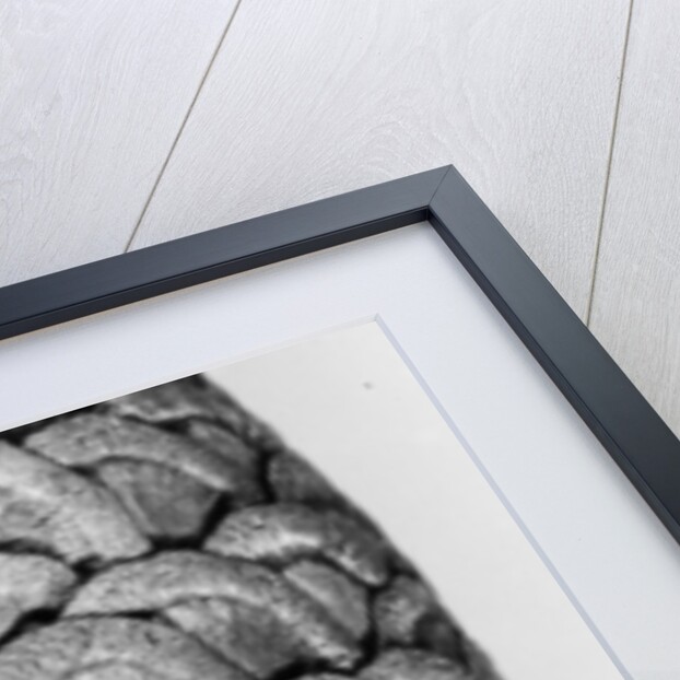 Milkweed, 2012 by Anonymous