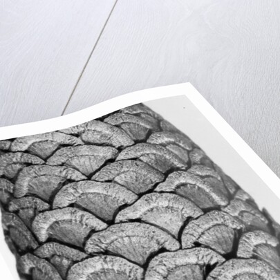 Milkweed, 2012 by Anonymous