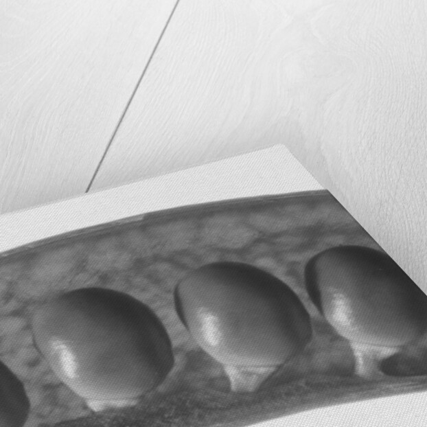 Peas, 2009 by Anonymous