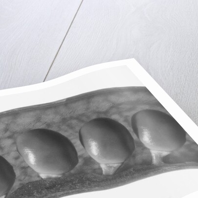 Peas, 2009 by Anonymous