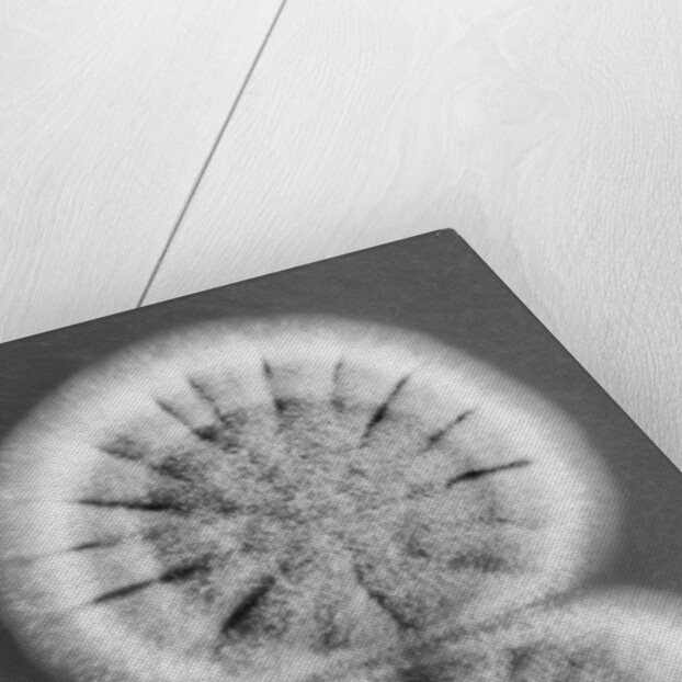 Fungi, 2013 by Anonymous