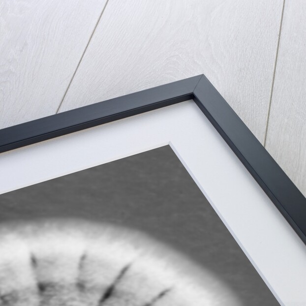 Fungi, 2013 by Anonymous