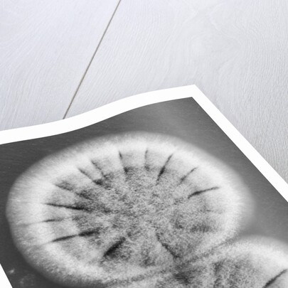 Fungi, 2013 by Anonymous