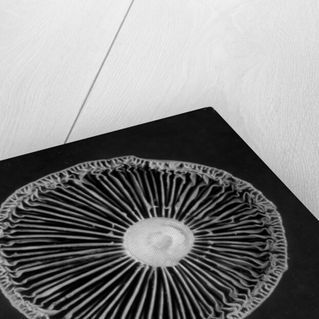 Fungi, 2015 by Anonymous