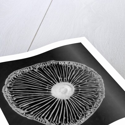 Fungi, 2015 by Anonymous