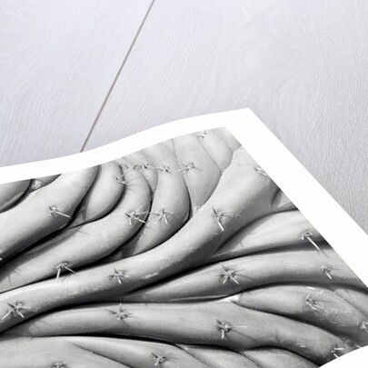 Succulent 2, 2015 by Anonymous