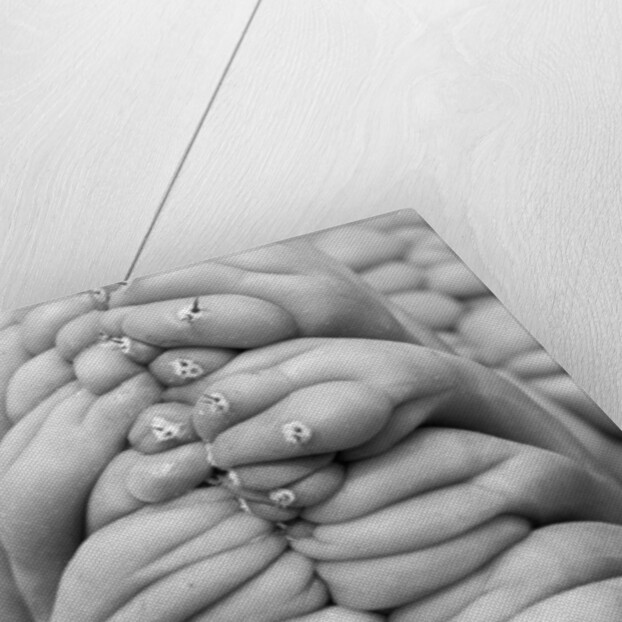 Succulent 3, 2014 by Anonymous