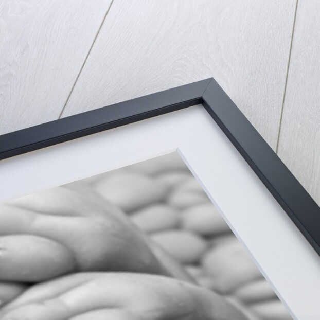 Succulent 3, 2014 by Anonymous