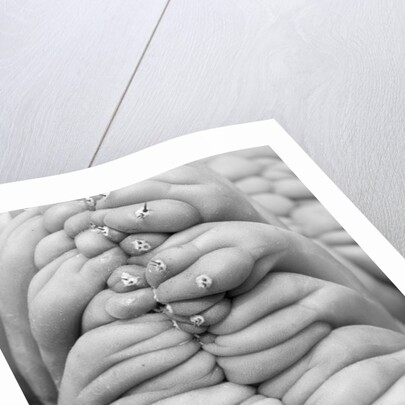 Succulent 3, 2014 by Anonymous