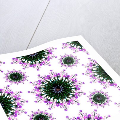 Orchid World, 2015 by Robyn Parker