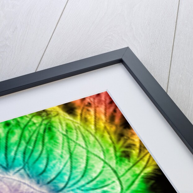 Rainbowed Plant, 2015 by Ant Smith