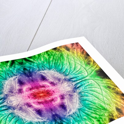 Rainbowed Plant, 2015 by Ant Smith