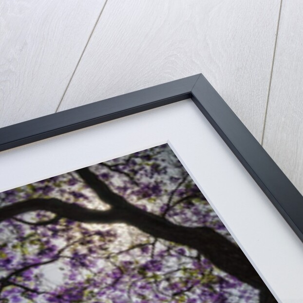 Lilac Tree, 2015 by Ant Smith