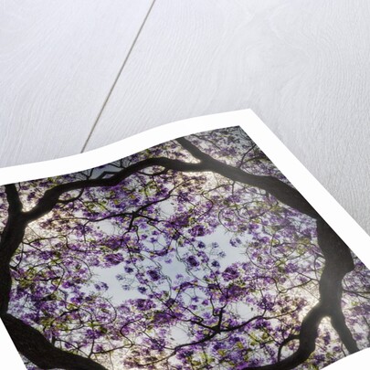 Lilac Tree, 2015 by Ant Smith