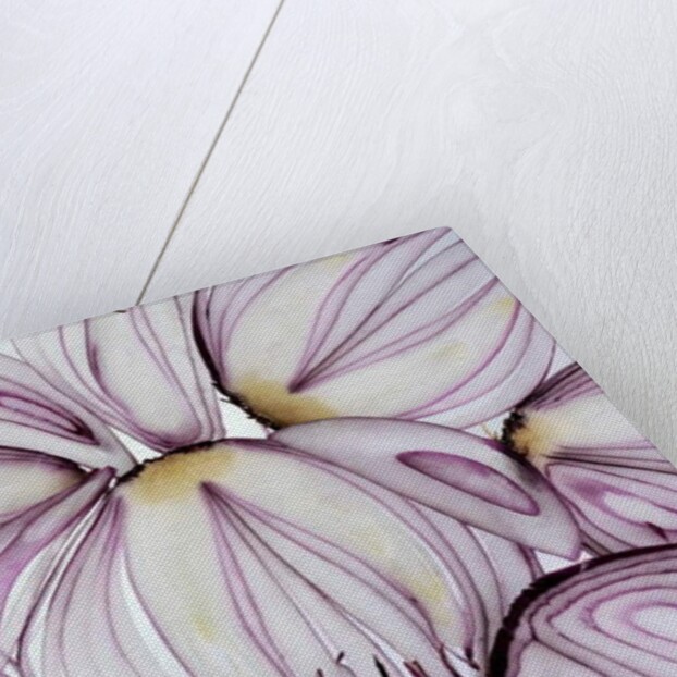 Red Onion Slices, 2020 by Ant Smith