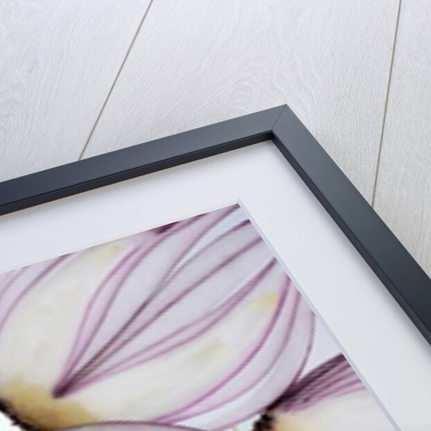 Red Onion Slices, 2020 by Ant Smith