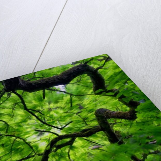 Tree Branch in Canopy, 2020 by Ant Smith