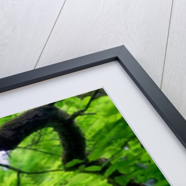 Tree Branch in Canopy, 2020 by Ant Smith