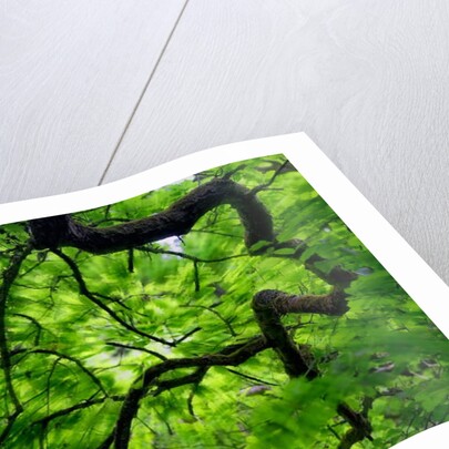 Tree Branch in Canopy, 2020 by Ant Smith