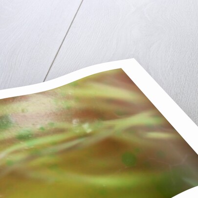 Nesting by K.B. White